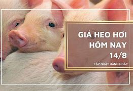 Giá Heo Hơi Hôm Nay