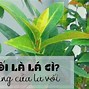 Uống Nước La Vối Tươi Có Tác Dụng Gì